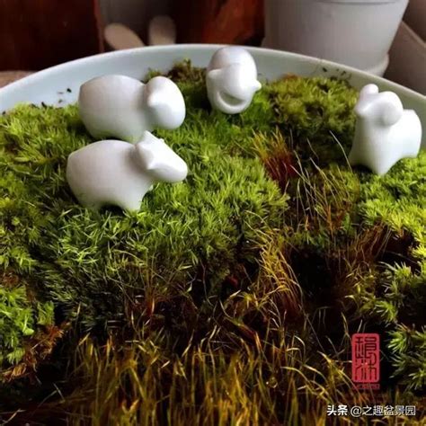 苔蘚盆景|輕鬆搞定「苔蘚」盆栽，好看又好養！